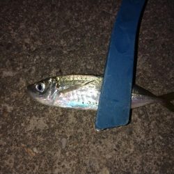 大雨後のアジング